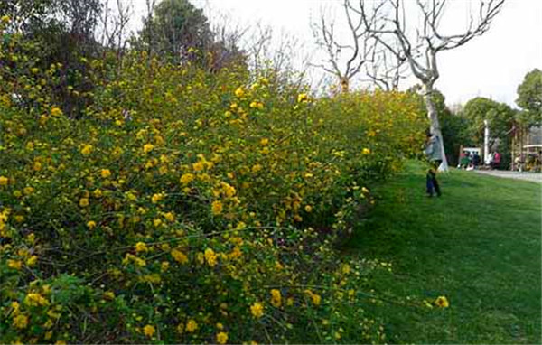 6204dcb4629bc.jpg 棣棠.jpg