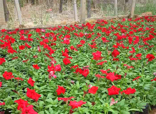 6204dcf695d37.jpg 大紅矮牽牛 (2).jpg