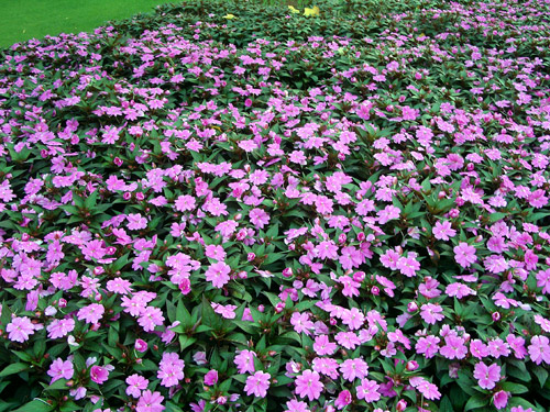 6204dd3da8e28.jpg 非洲鳳仙 (2).jpg